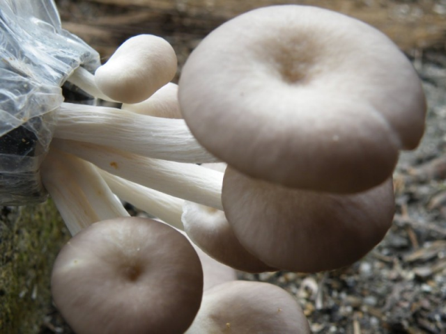 Мицелий Вешенки белый эльф (Рleurotus cystidiosus)